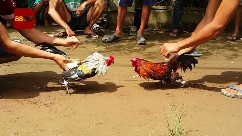 Đá Gà 88go - Sới Gà Hàng Đầu Với Vô Vàn Trận Đấu Đỉnh Cao 1 nhung-loai-hinh-co-mat-o-tren-da-ga-88go